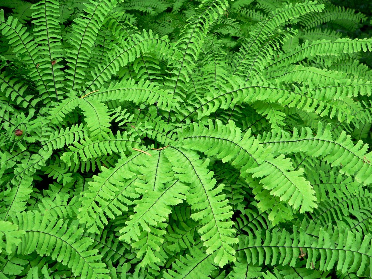 Maidenhair fern растение