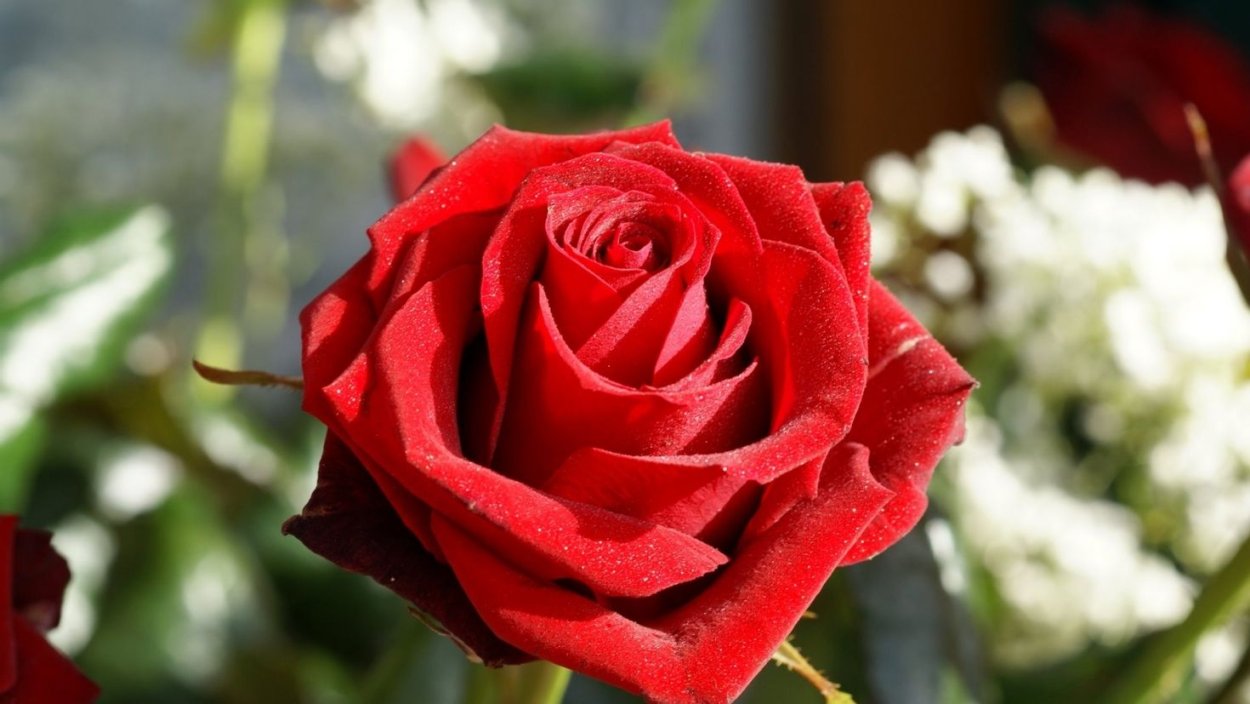 Сорт роз алый Карсон