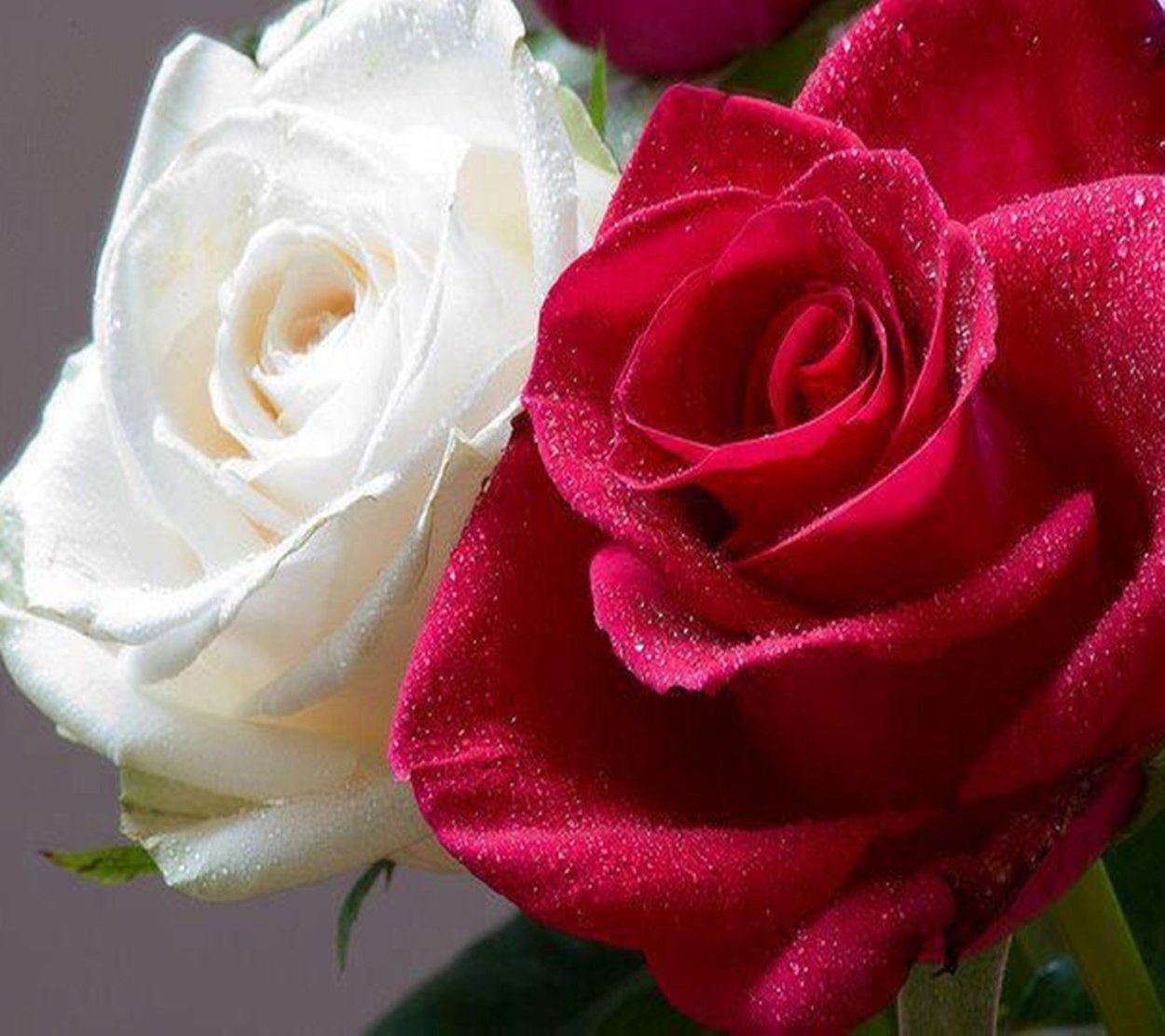 Гули Садбарг фото