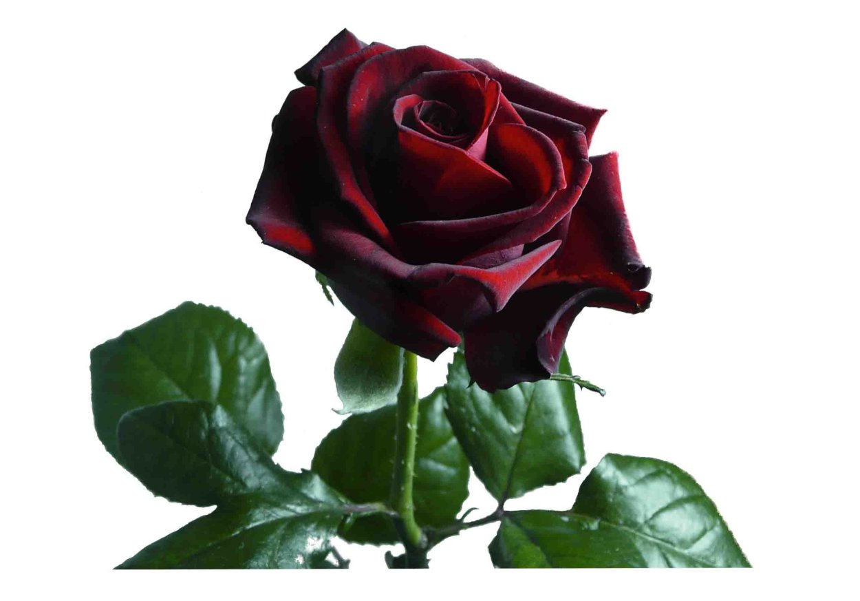 Картинкаи Гули садбарги