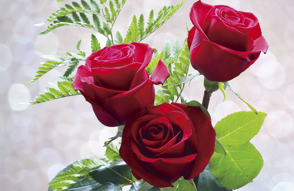 Красивые розы