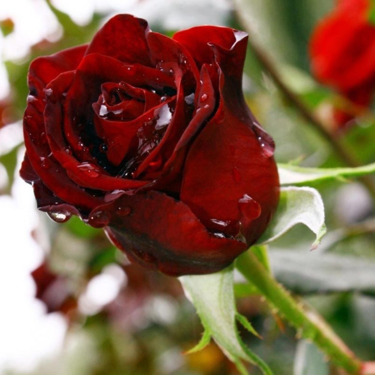 Гули Садбарг букет