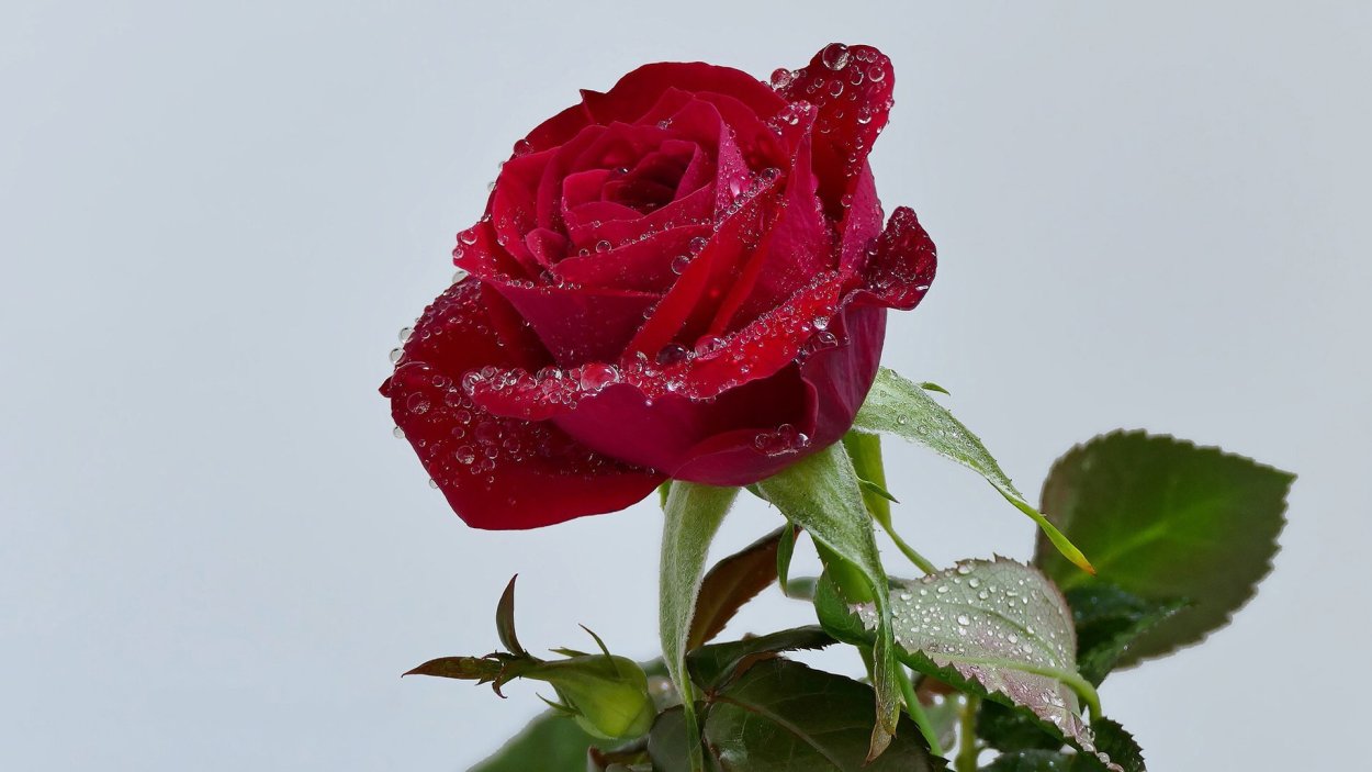 Атиргул Шер