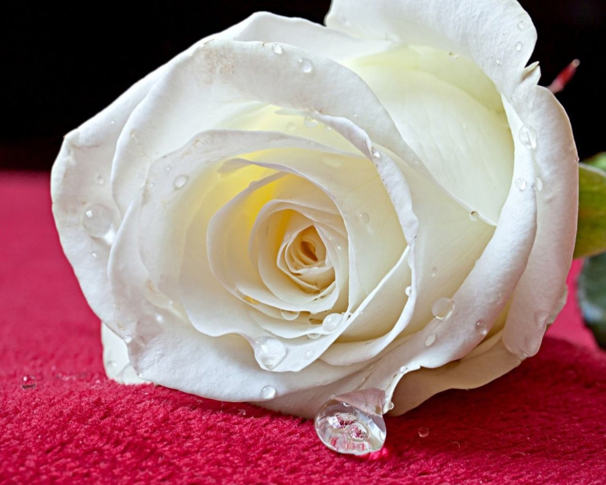 Роза Вайт Роуз