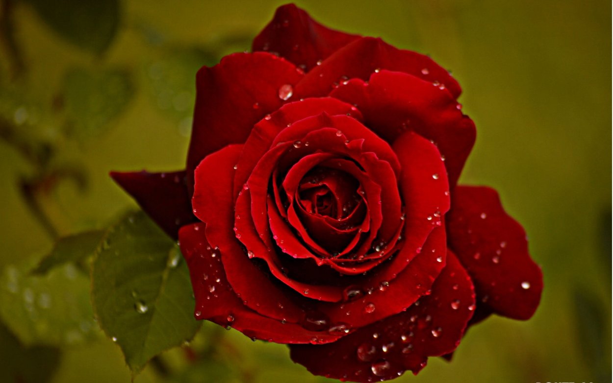 Гули зинда Садбарг