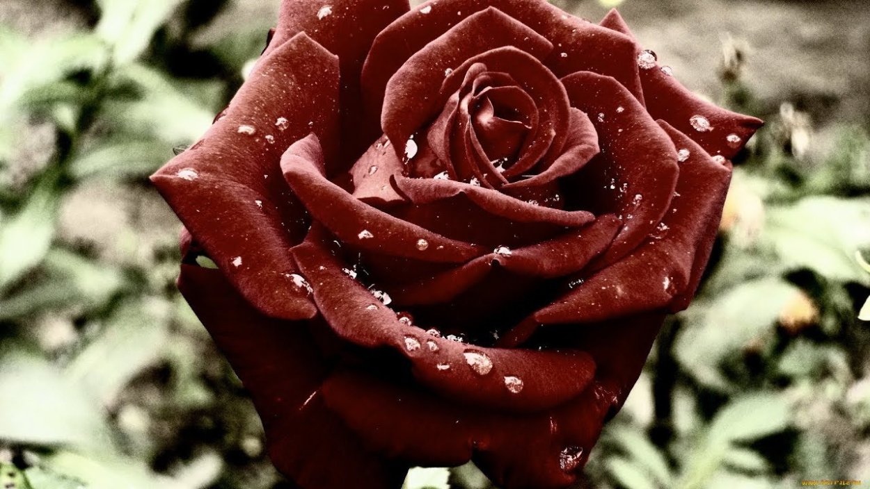 Роза бархатная