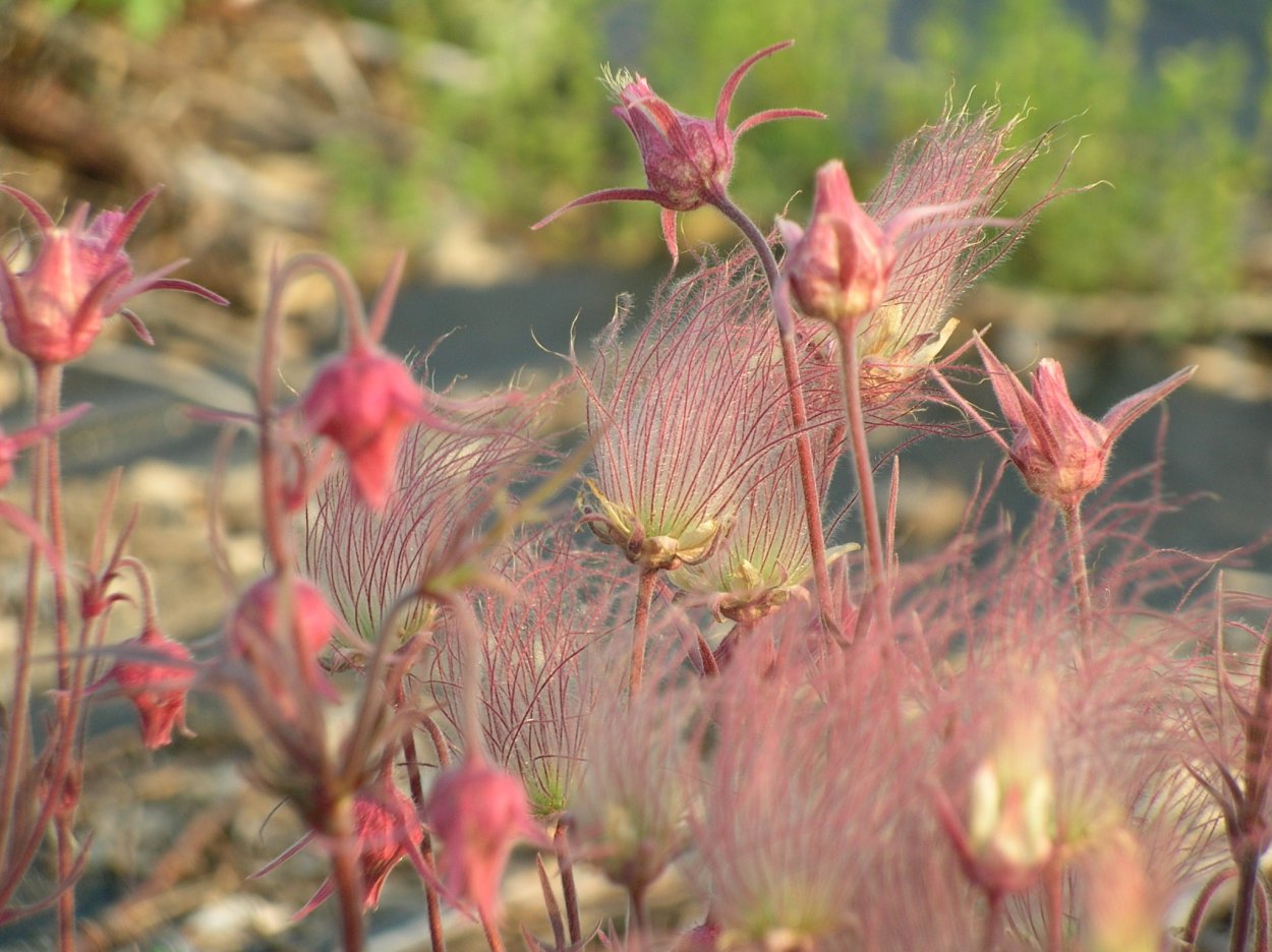 Роза де Сарон