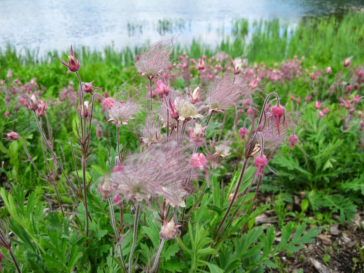 Гравилат трифлорум