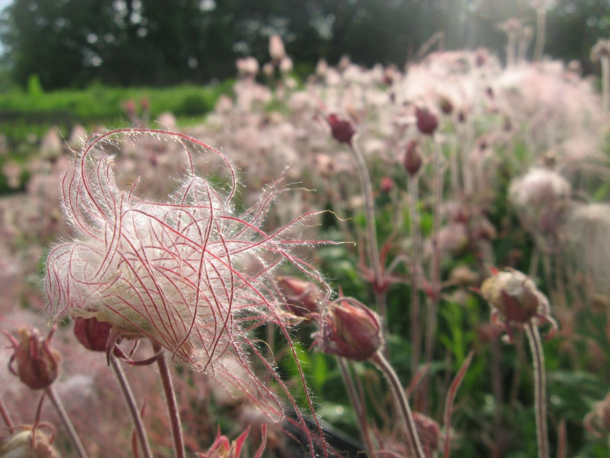 Гравилат роза прерий