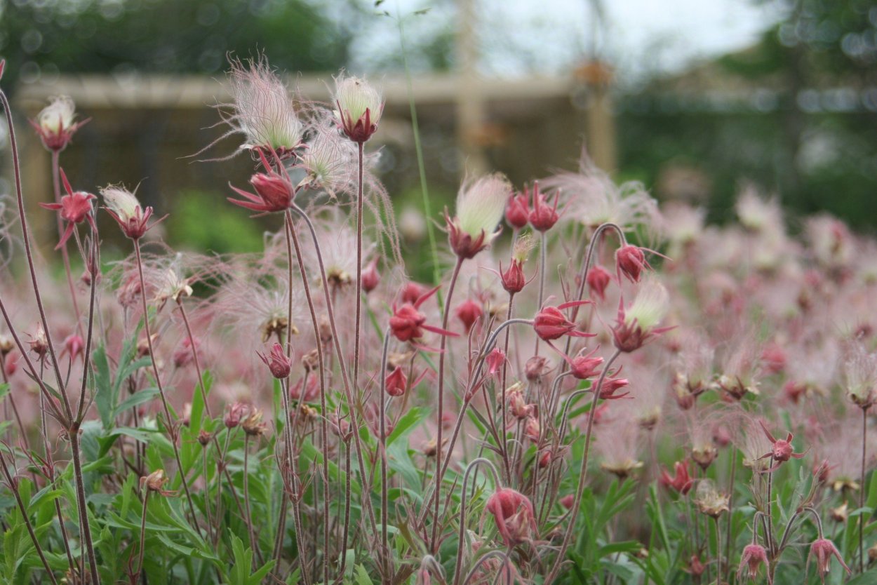 Гравилат трифлорум