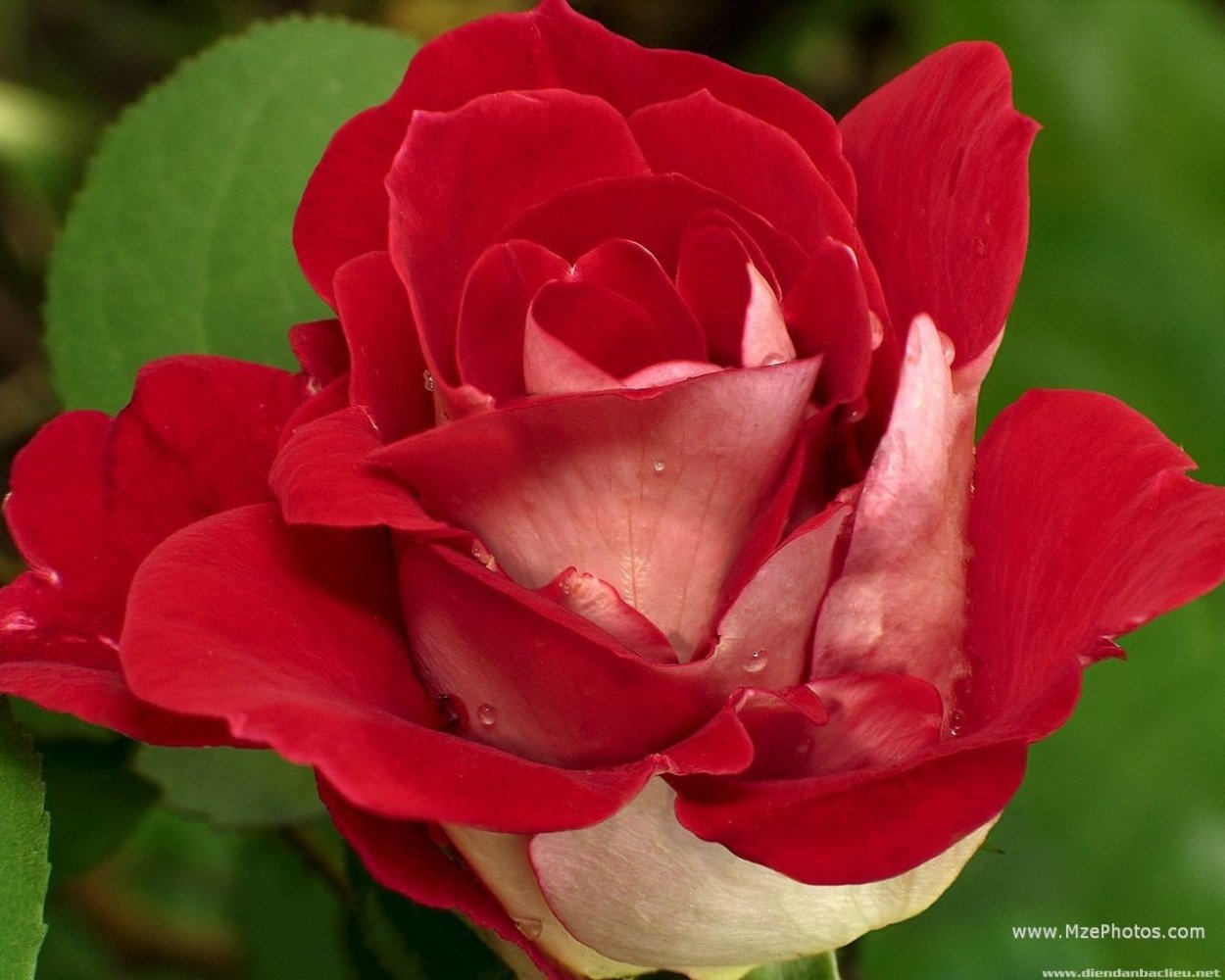 Роза Сарона ползучий Бенуа