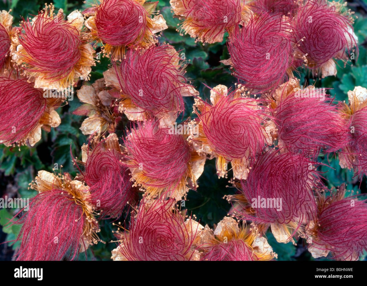 Роза сорта де Сарон