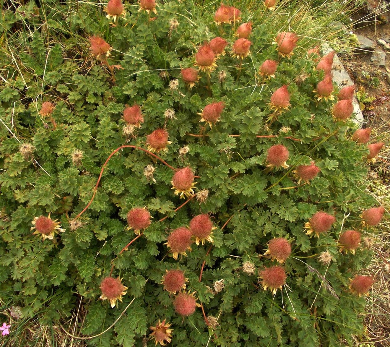 Prairie Smoke Flower