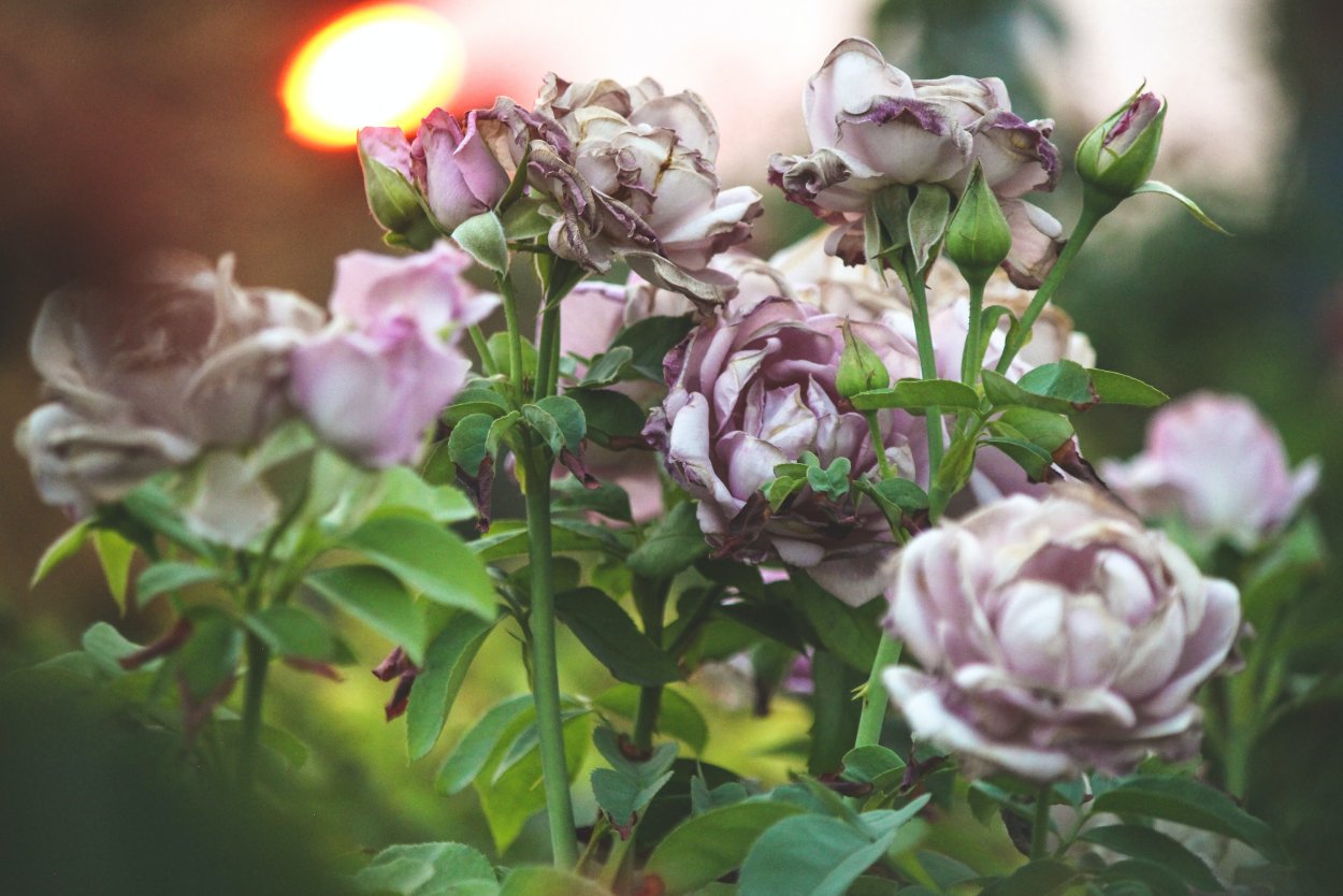 Дымящаяся роза