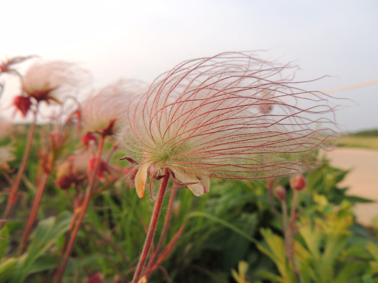 Роза де Сарон