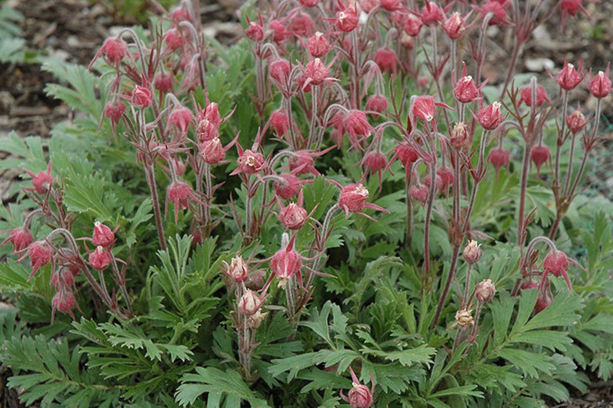 Гравилат трифлорум - дым прерий