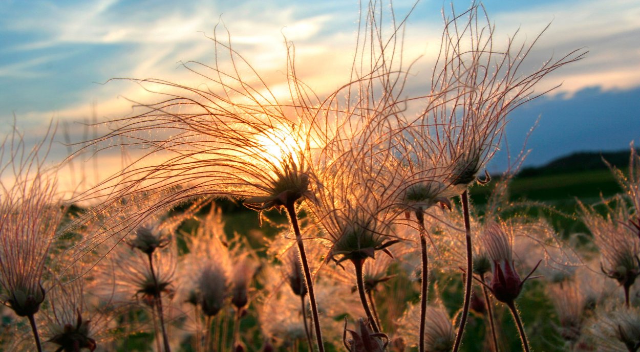 Гравилат трифлорум