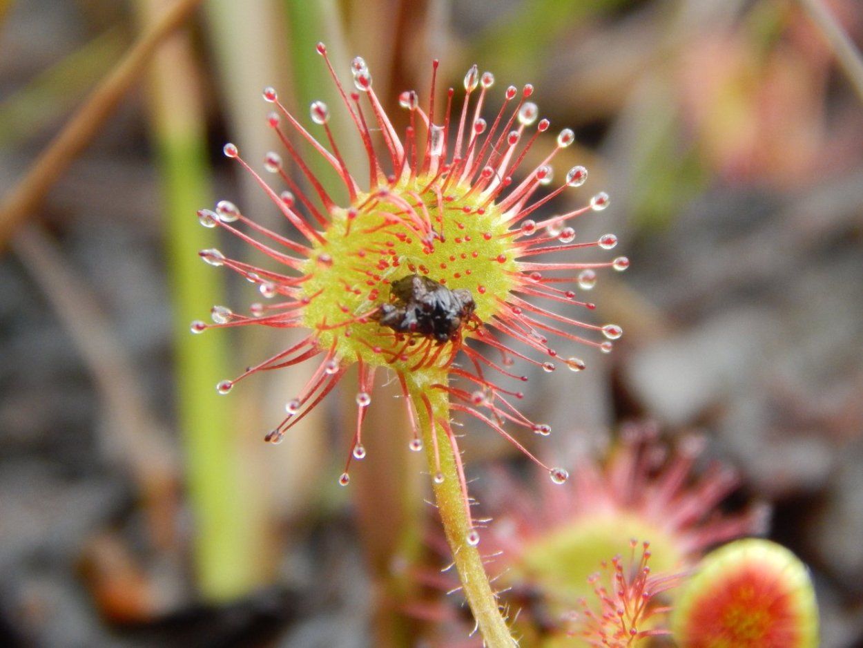 Росянка в интерьере