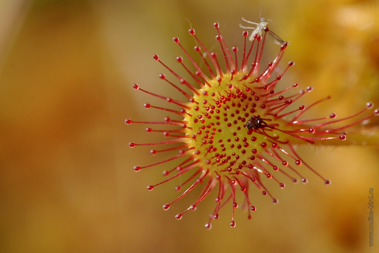 Листья росянки круглолистной