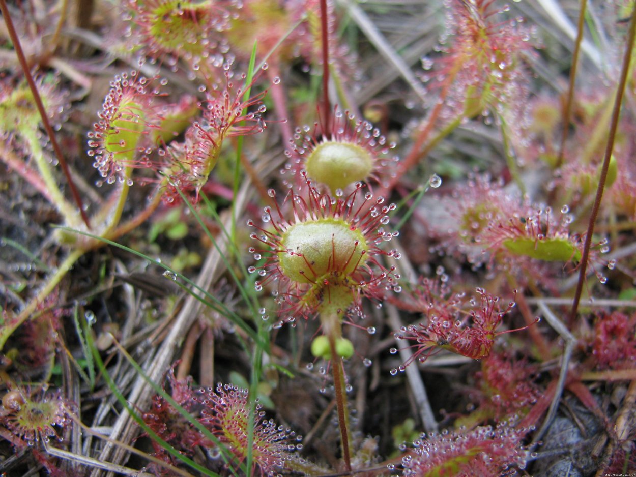 Росянка шпательная