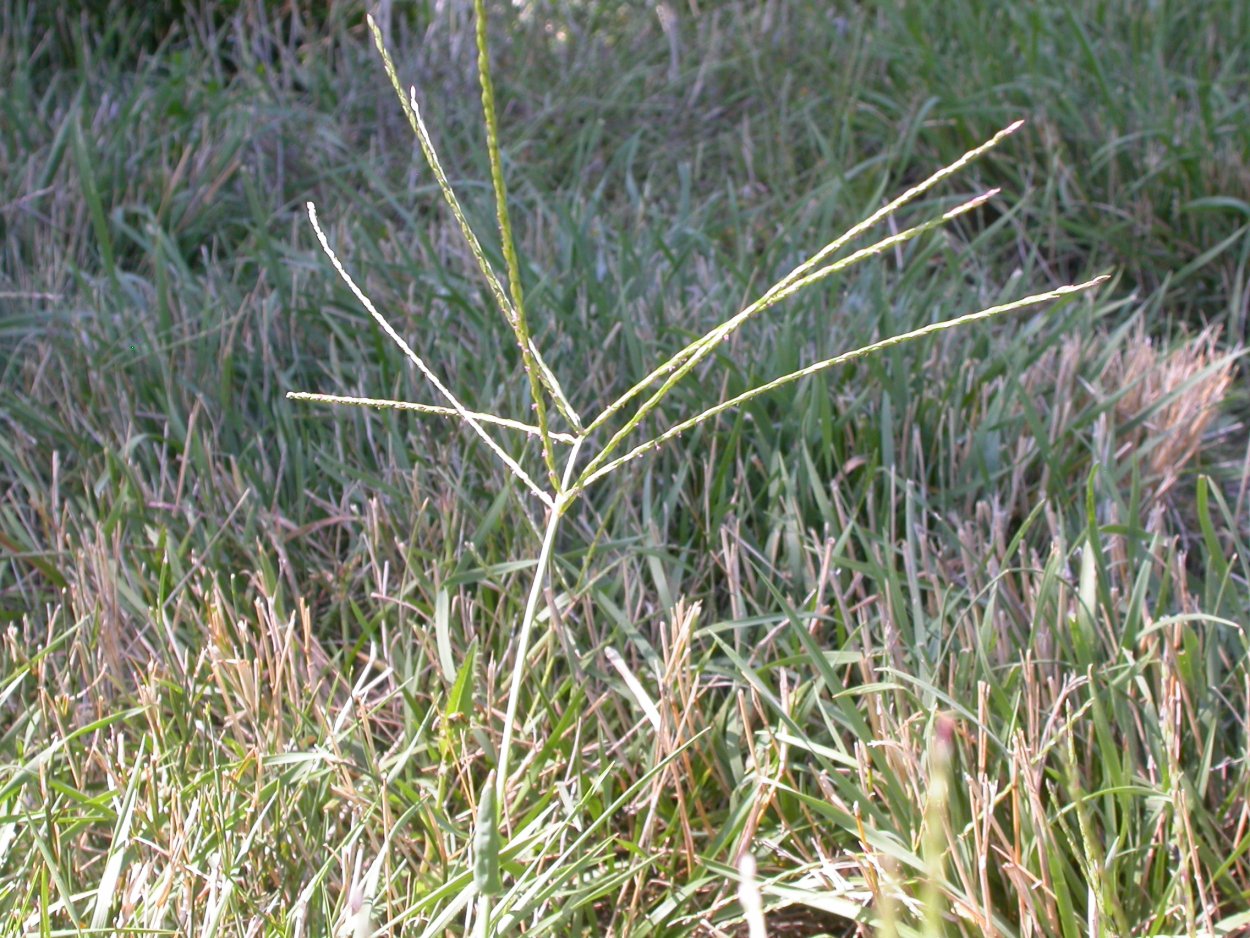 Digitaria sanguinalis
