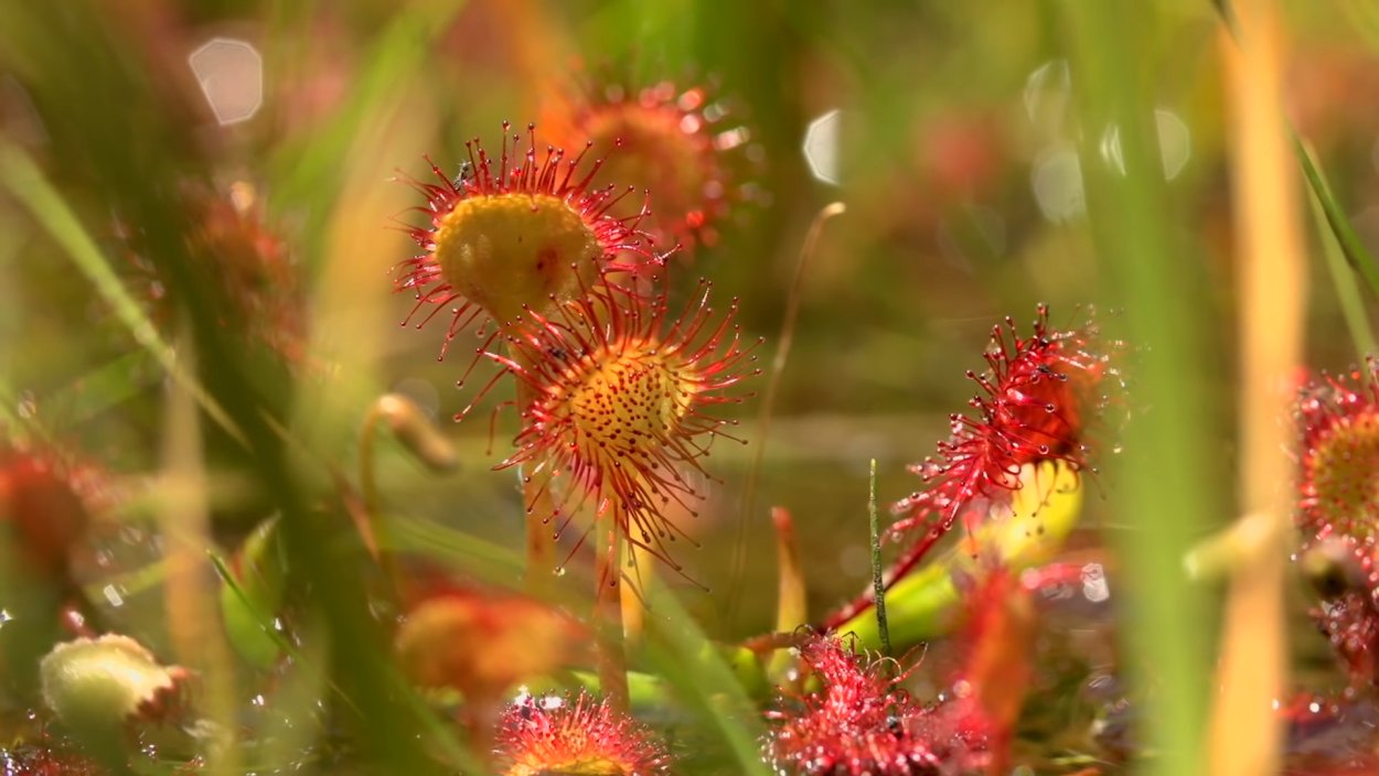 Росянка и Венерина мухоловка