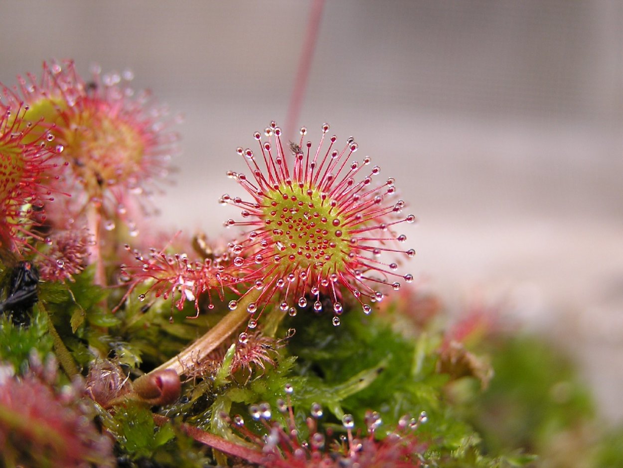 Росянка растение хищник