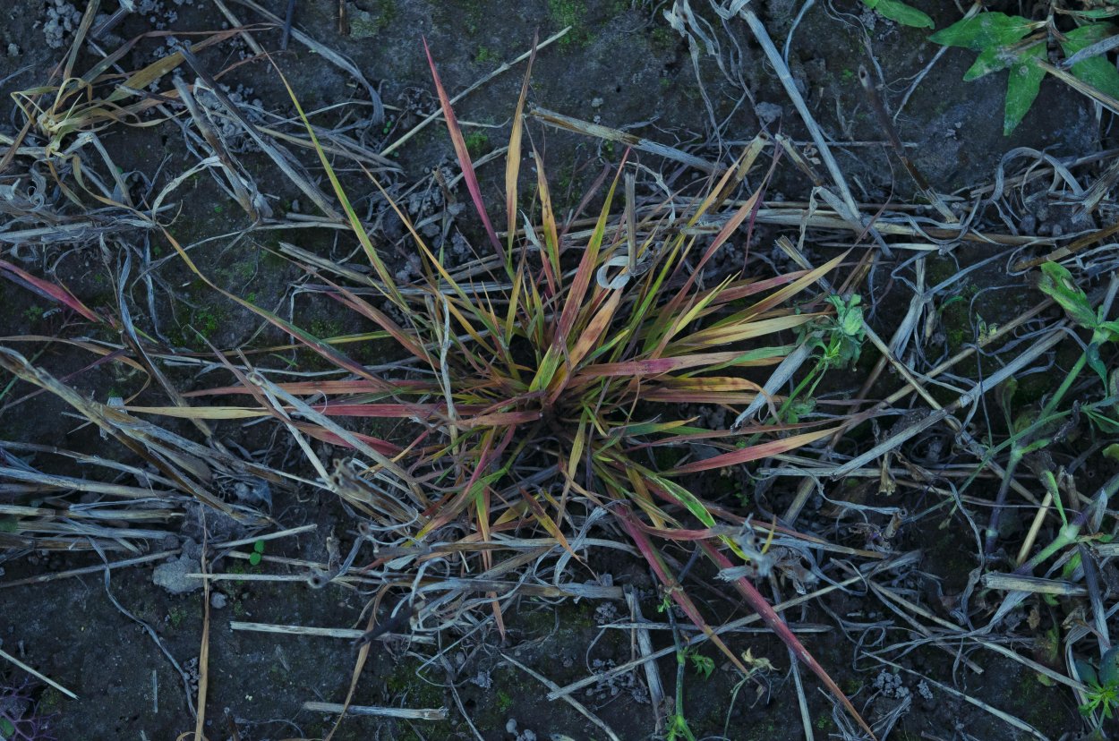 Росичка сорняк