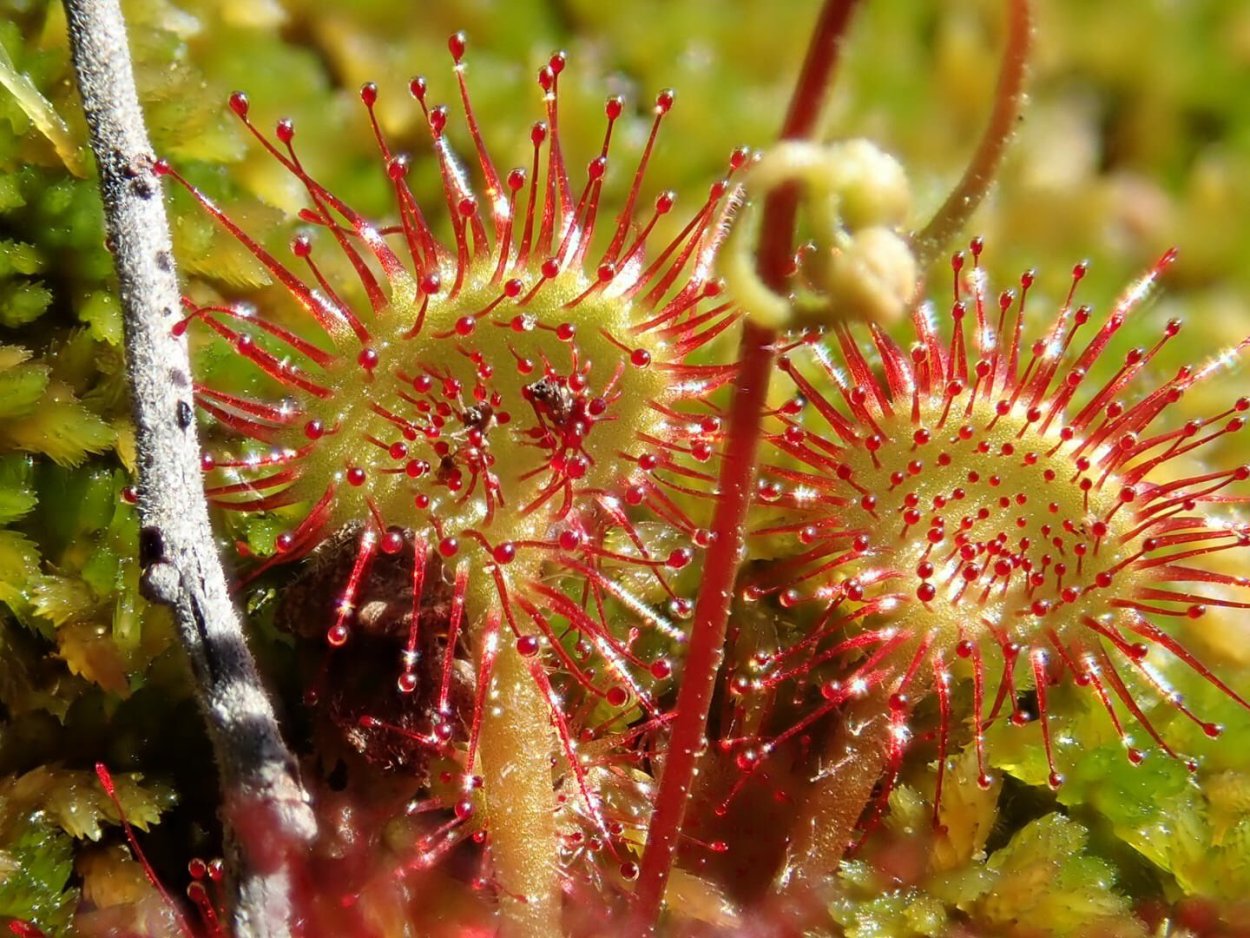 Росянка Болотная