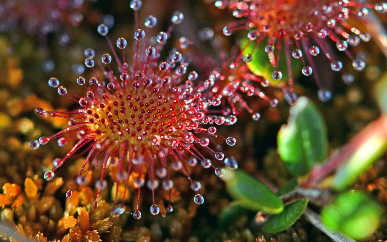 Насекомоядная росянка круглолистная