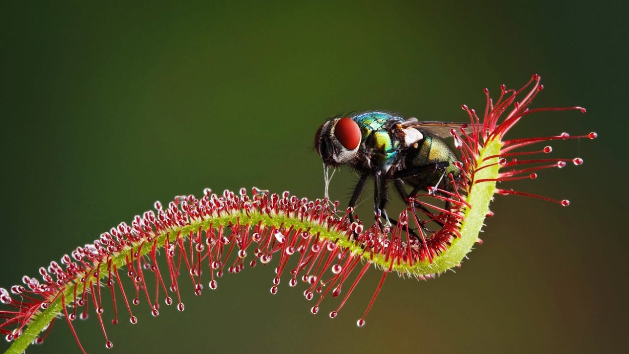 Росянка Королевская Drosera Regia