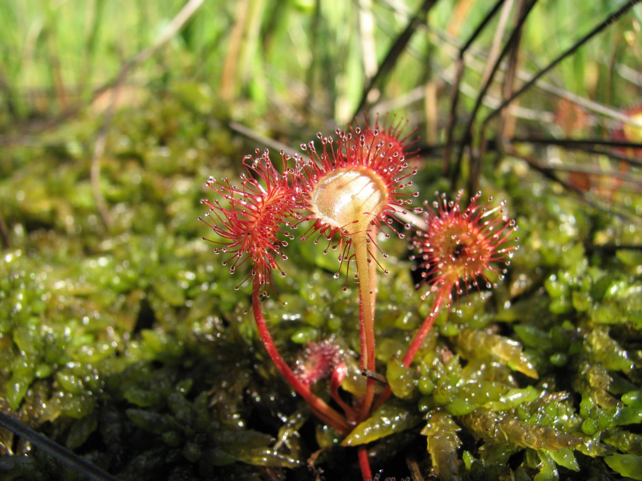 Росянки пкруглолистная