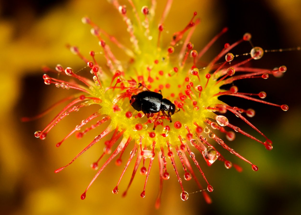 Росянка Северная