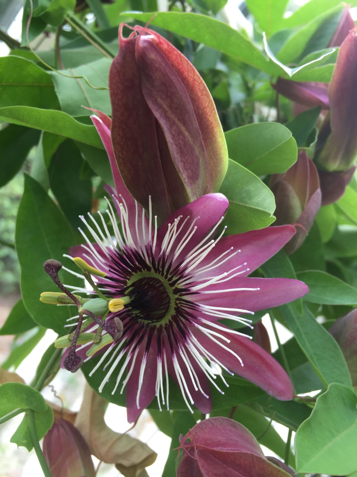 Пассифлора Аваланш