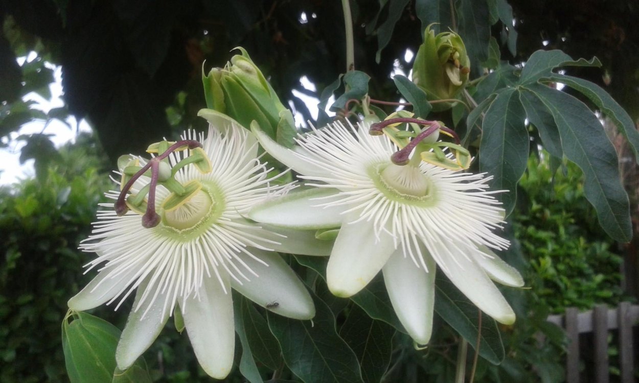 Орхидея пассифлора