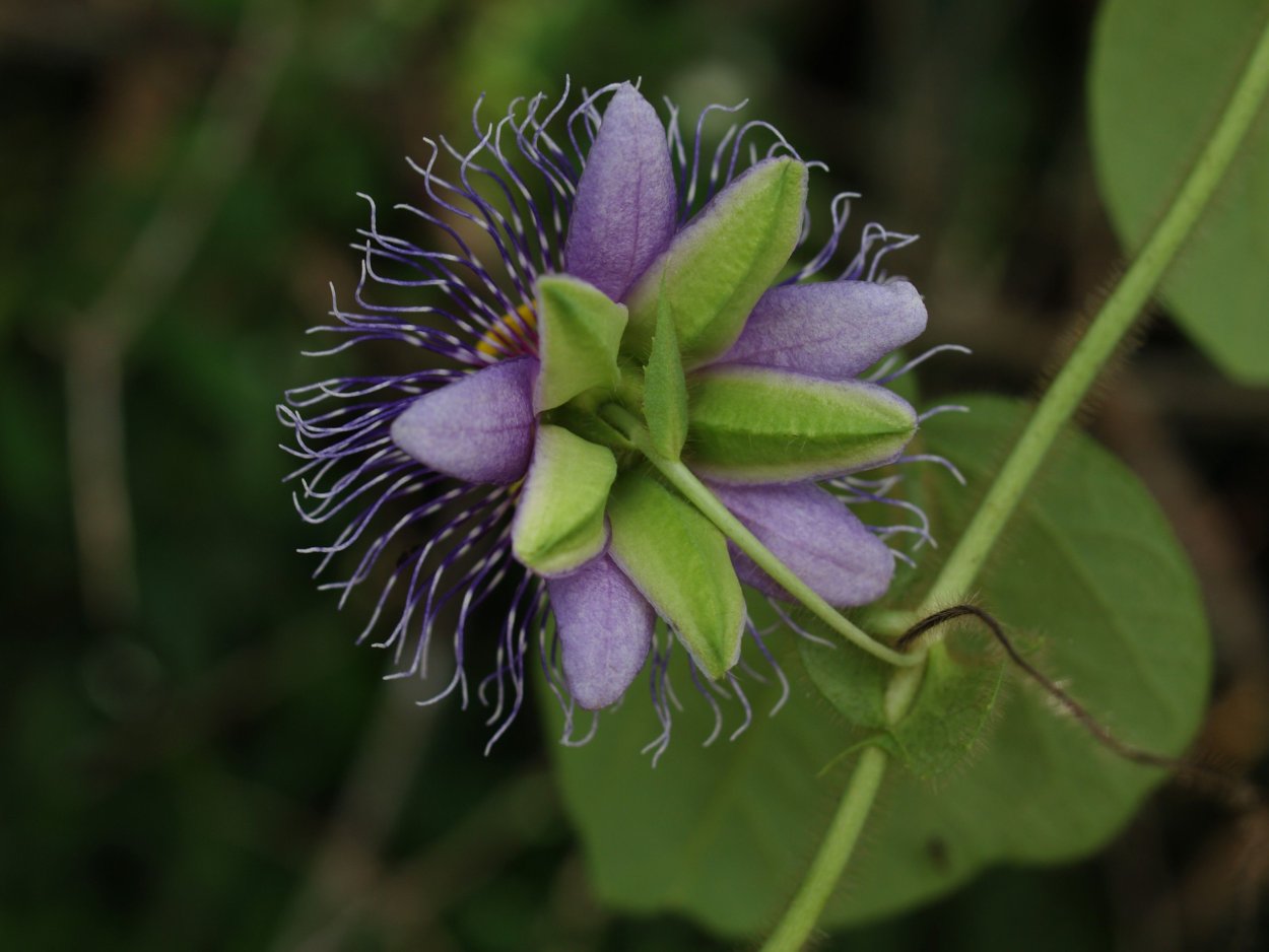 Пассифлора великолепная