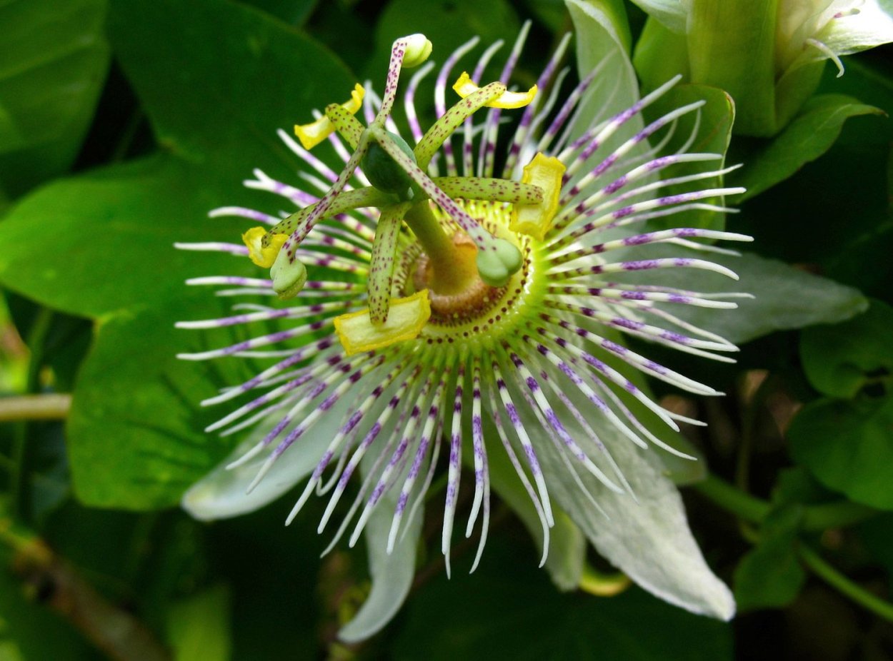Пассифлора Ташкент