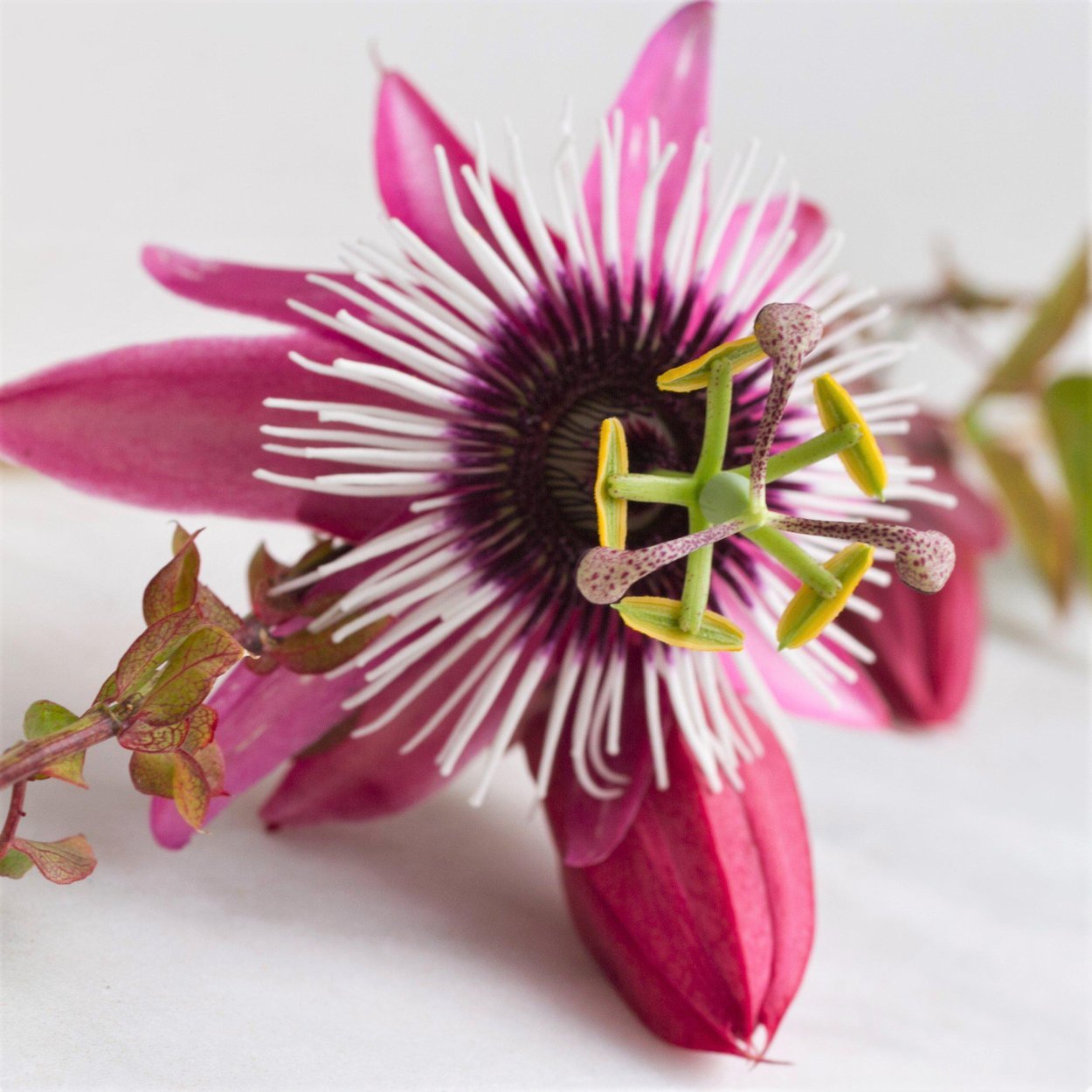 Пассифлора Аваланш. Пассифлора (Passiflora). Маракуйя пассифлора. Пассифлора coronata.