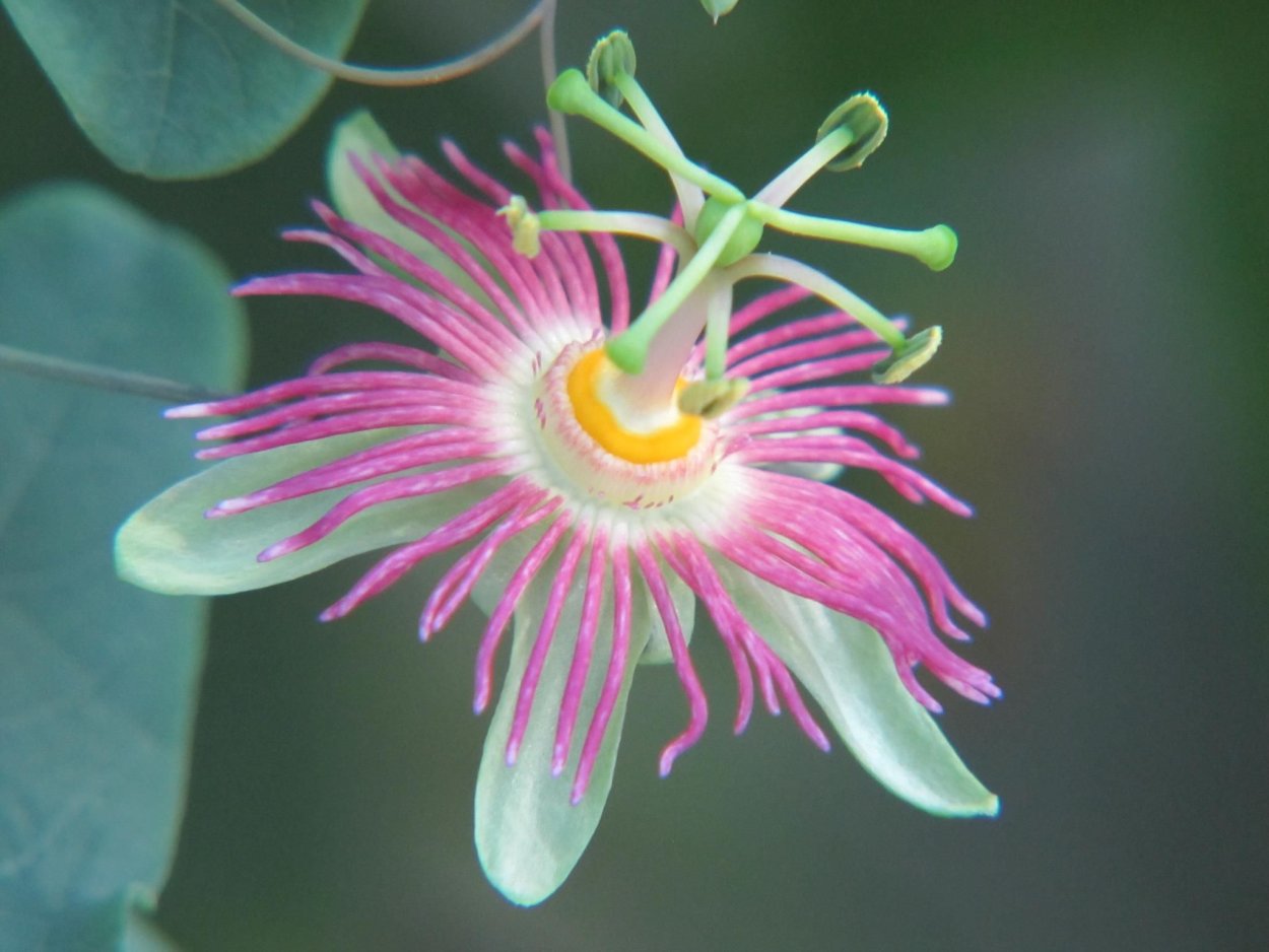 Соцветие пассифлоры