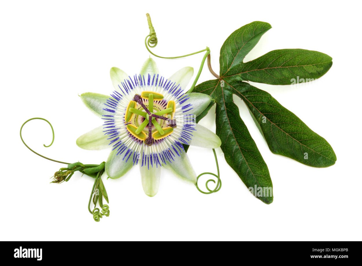 Экзотические цветы в природе