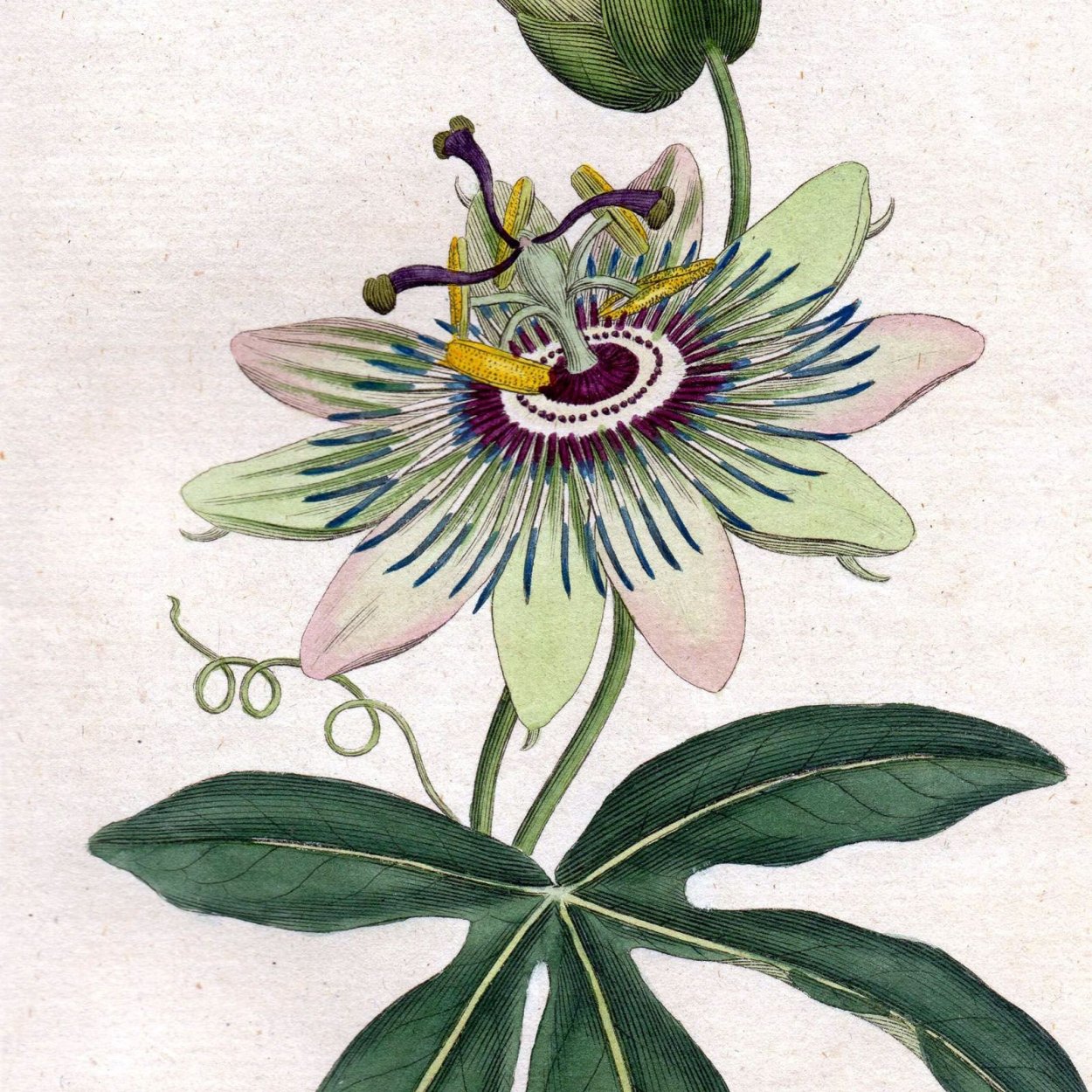 Пассифлора Флавикарпа