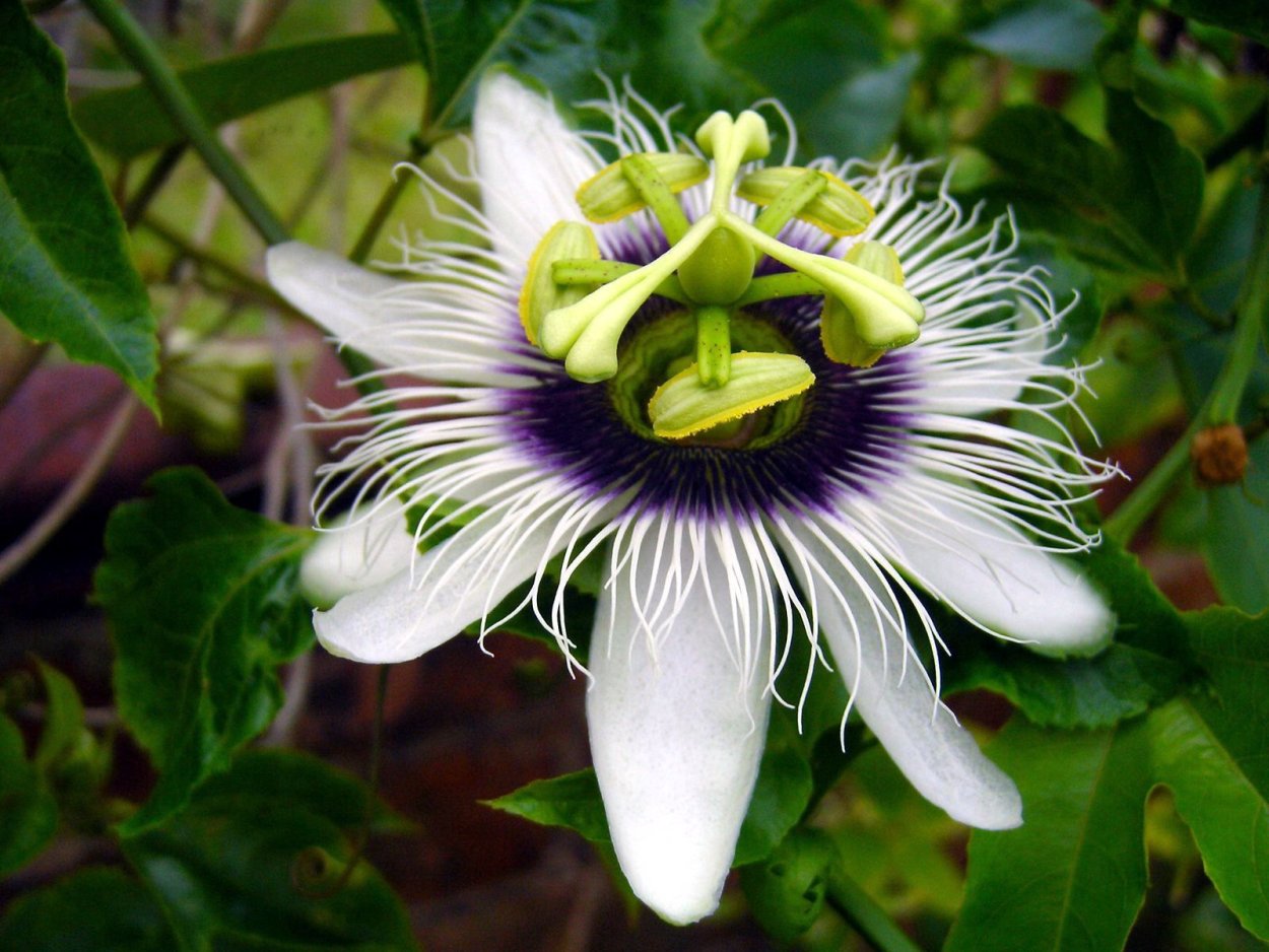 Passiflora incarnata белом фоне