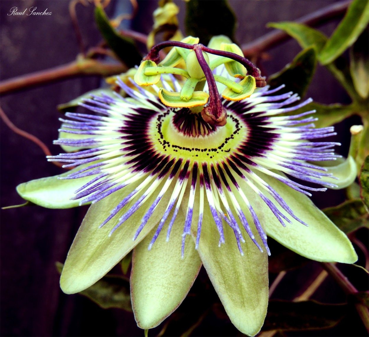 Пассифлора съедобная маэстро