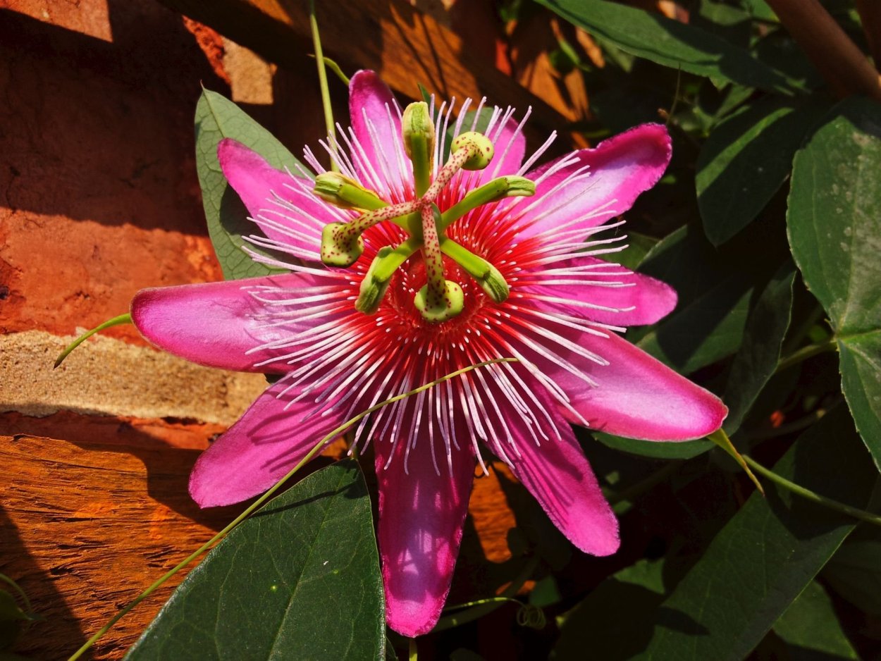 Пассифлора Солари