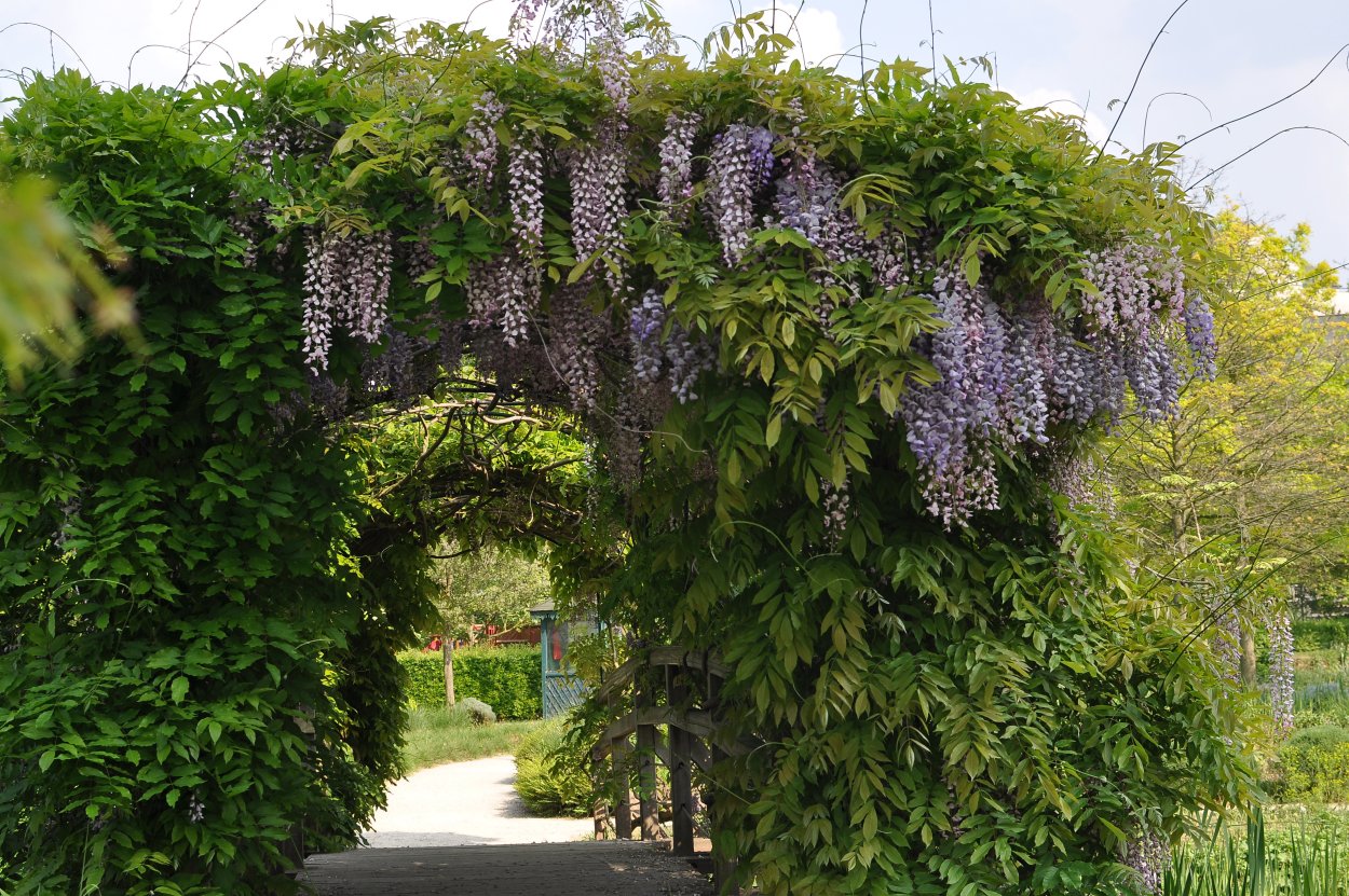 Глициния обильноцветущая Wisteria floribunda на перголе