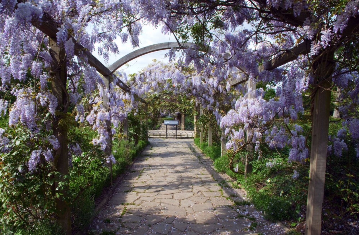 Глициния парк Айвазовское