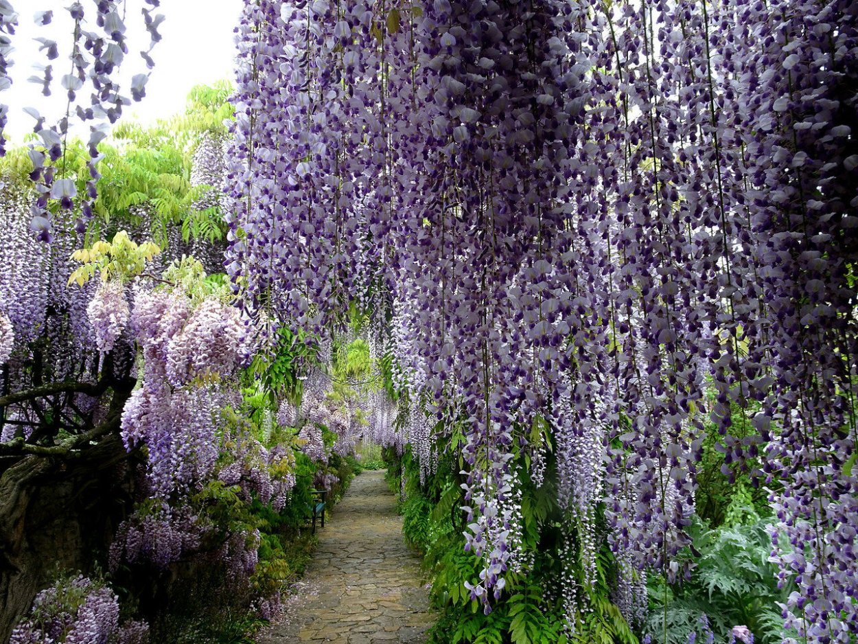 Сад глицинии, Вайнхайм, Германия