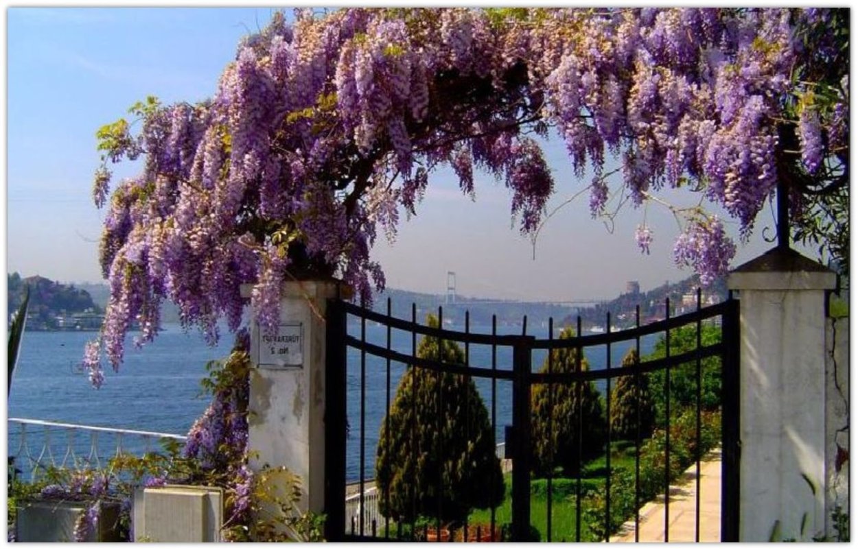 Цветение глицинии в Стамбуле