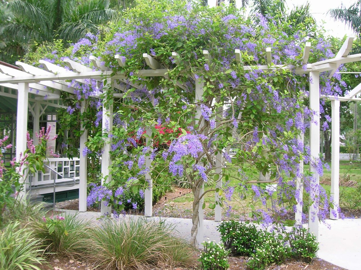 Шпалера для глицинии