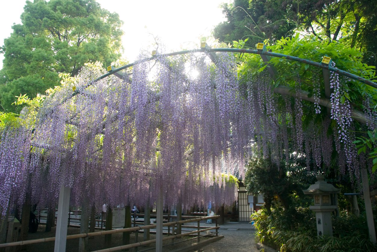 Глициния Вистерия Лиана